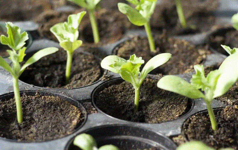 Société d'horticulture et d'écologie « Les Trois Clochers » - Conférence sur les semis