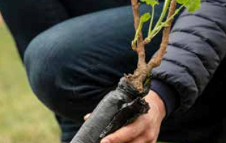 Plants d'arbres gratuits - Réservez vos plants