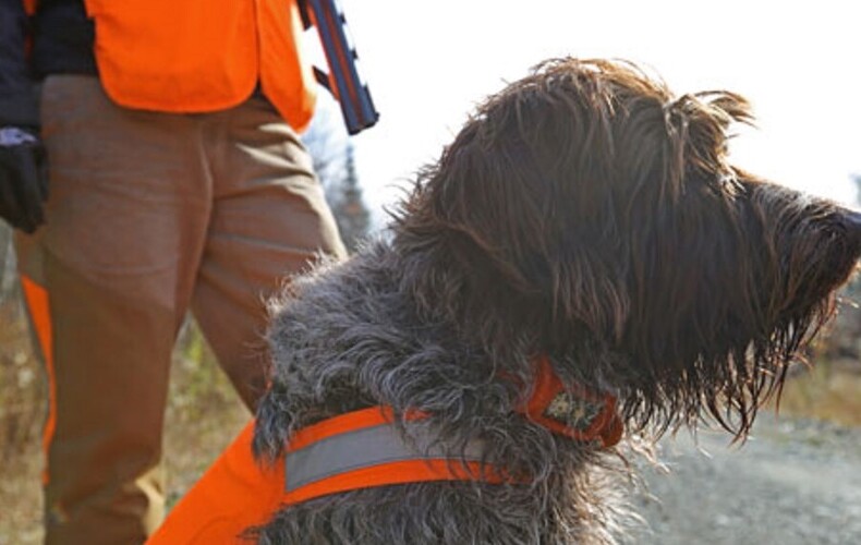 Nouveau règlement encadrant l'utilisation de chiens de sang pour retrouver le gibier blessé à la chasse